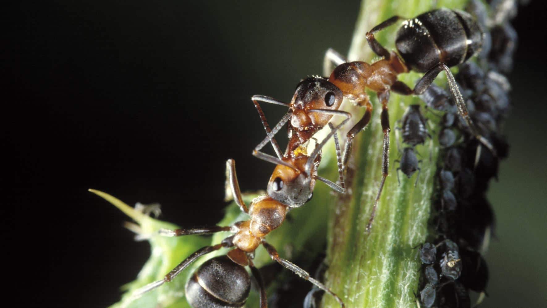 Ameisenplage: So bekämpfen Sie Ameisen - Schweizer Illustrierte